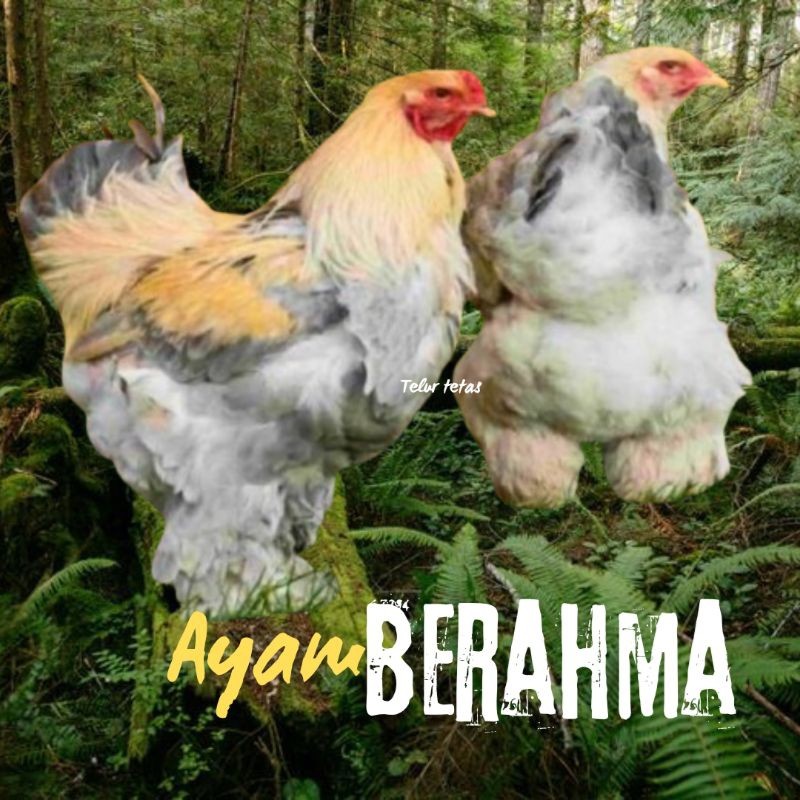 

telur ayam hias Berahma siap tetas