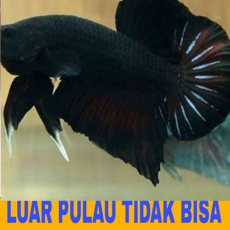 cupang plakat black 10 pcs