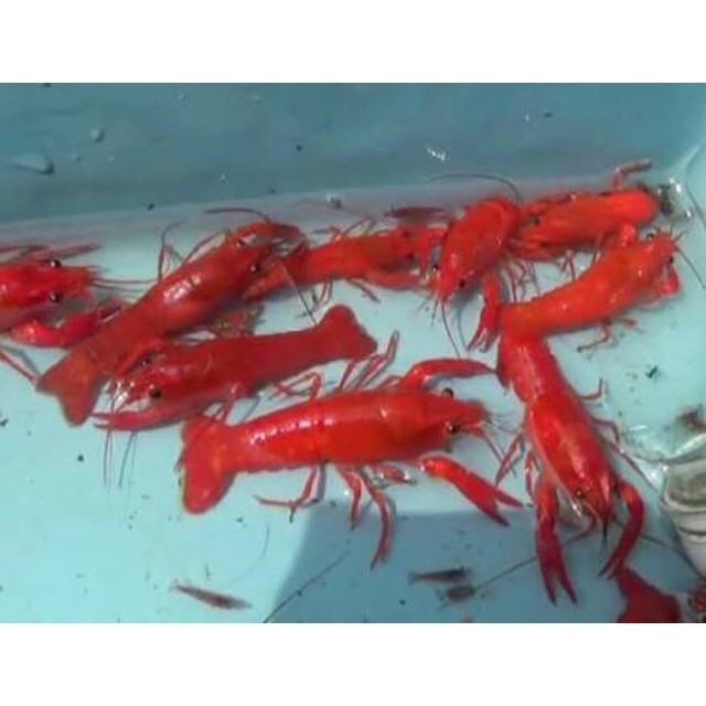 Paket sepasang lobster hias