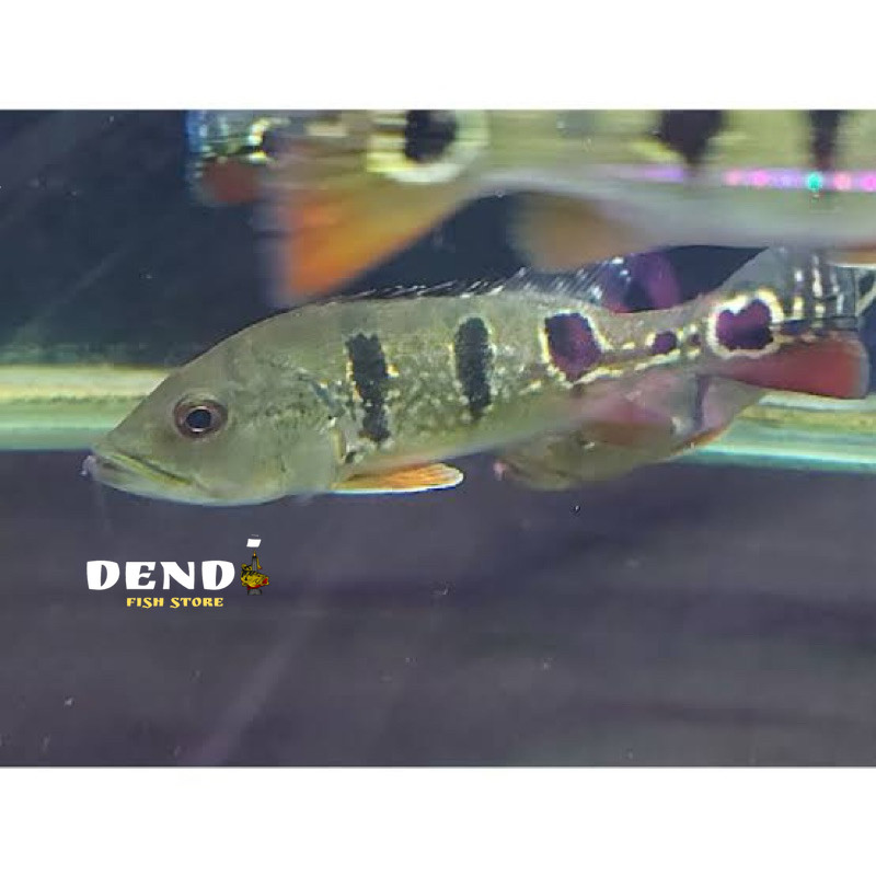 pbass brocopondo size 7-8 cm brokopondo pibas pbas