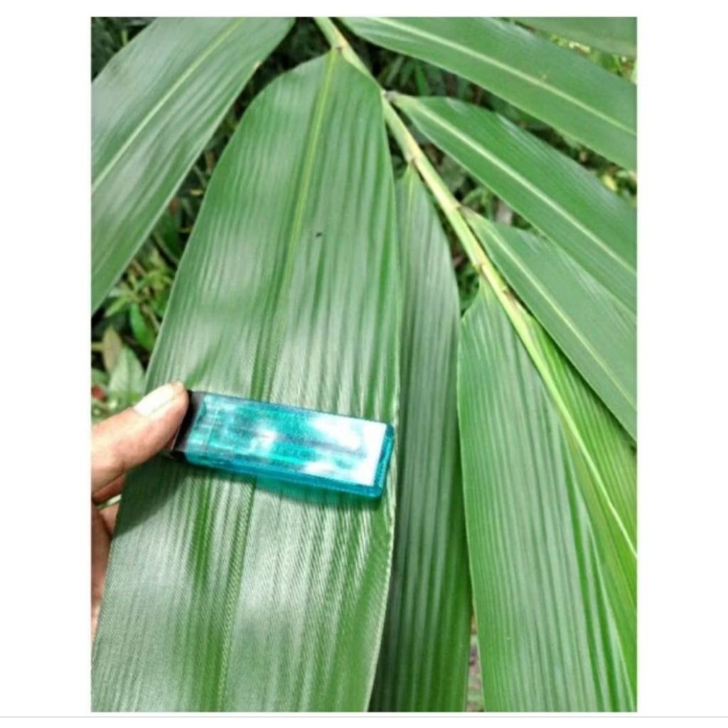 

Daun bambu untuk bungkus bakcang ukuran besar 50 lembar siap pakai