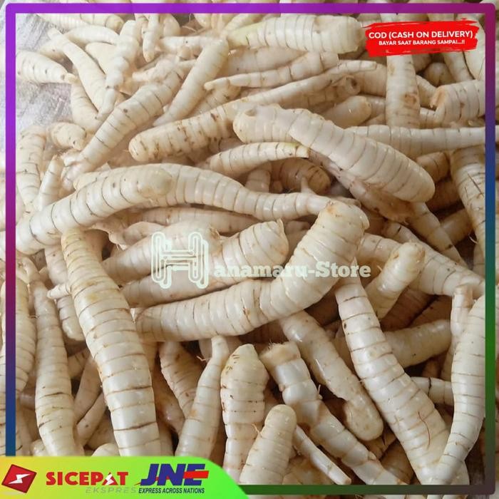 

Umbi Garut Segar Langsung Petik 500gram