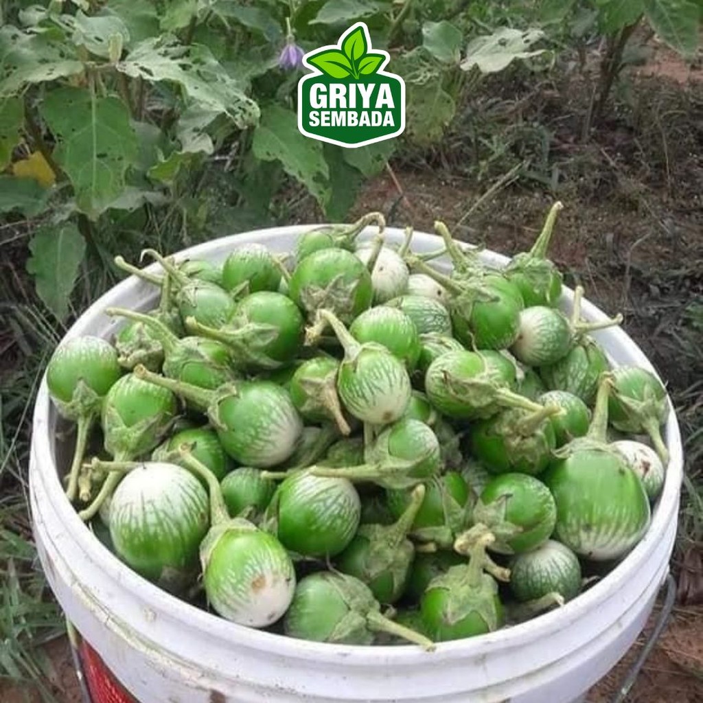 

Terong Bulat 200gr - Griya Sembada Kirim Instant /Sameday/Grabfood