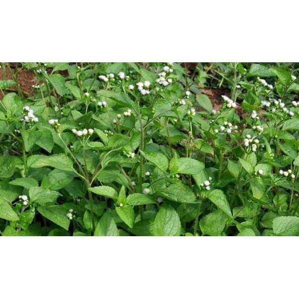 Daun Babadotan - Bandotan - Obat Tumor Rahim