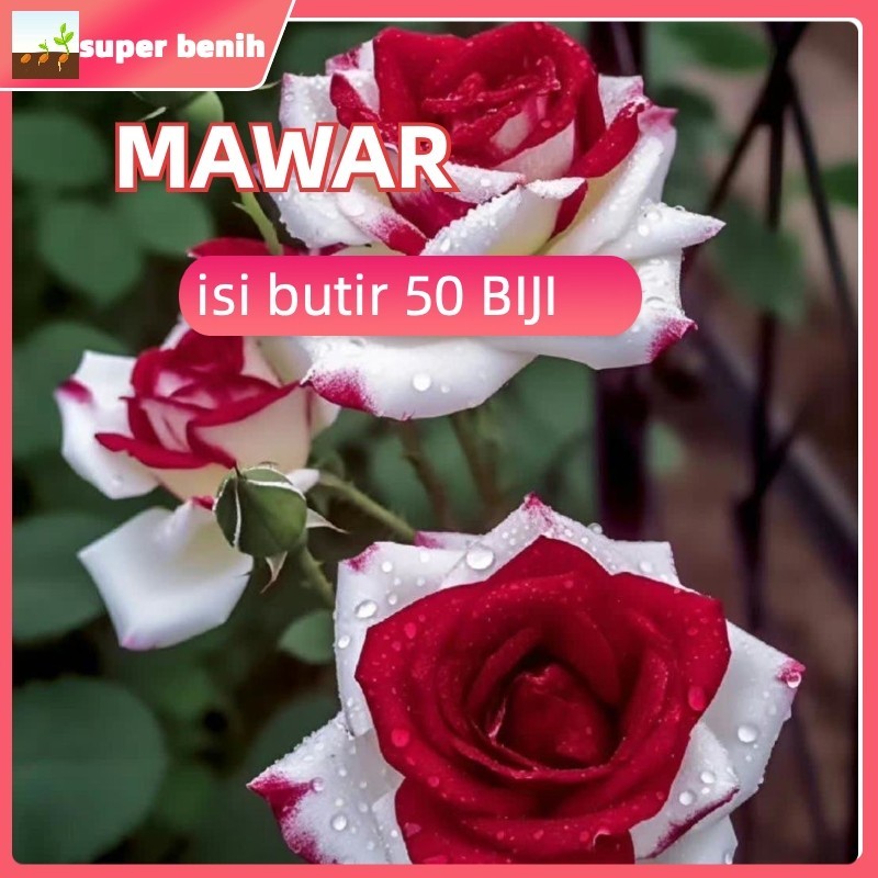 kemungkinan tumbuh 98%  50 benih biji mawar Mystic Rainbow Rose import premium quality biji bibit bu