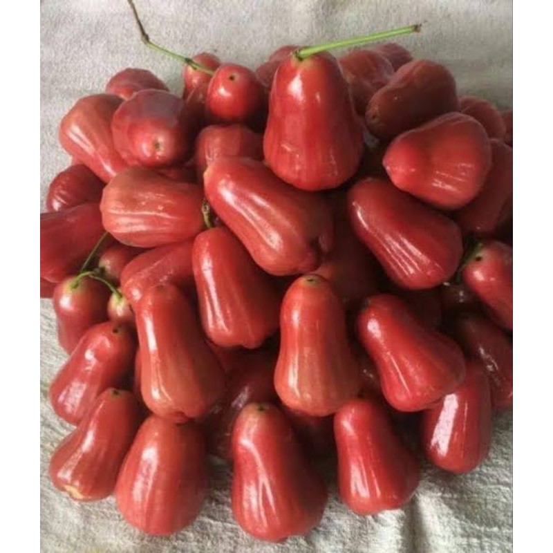 

Jambu air citra Demak manis 1Kg fresh manis segar berair banyak