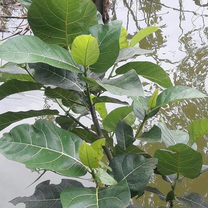 

Ready Daun awar awar segar