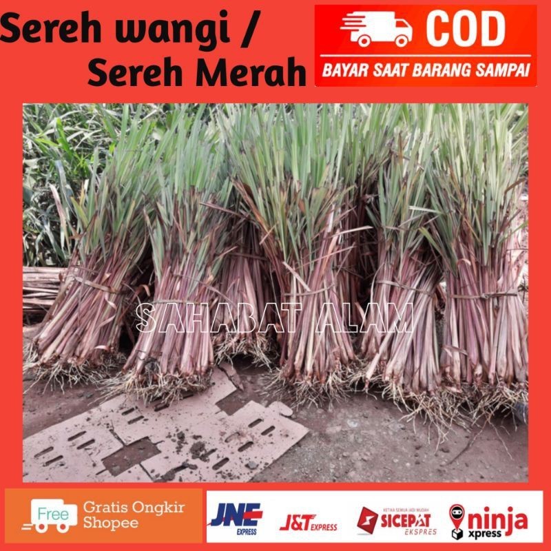 

HalimunHerbal 1kg Sereh Merah segar Asli Serai Wangi Lanang Original