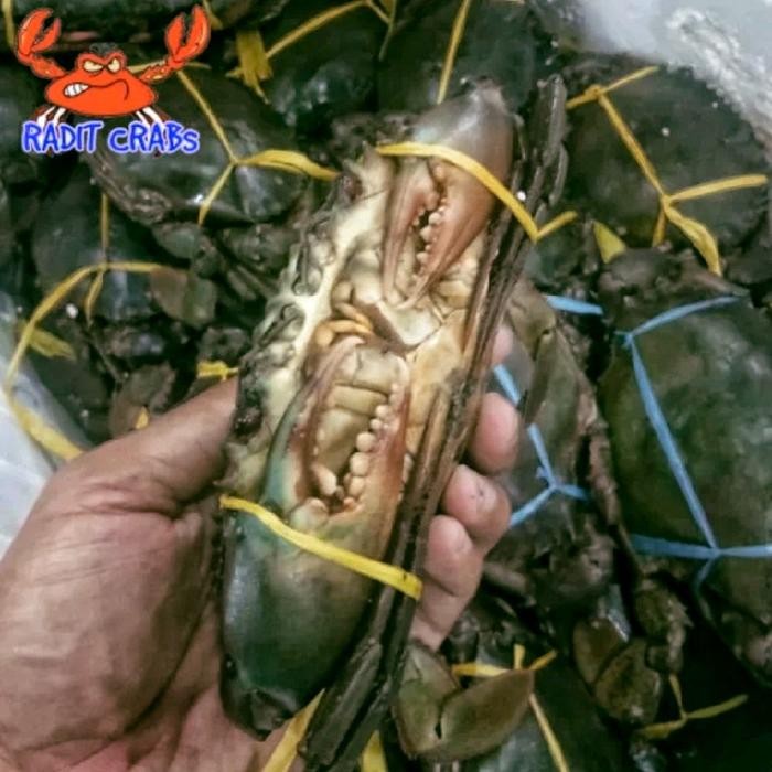 

Kepiting Betina Telur Fresh(Hidup) 1KG isi 3-4 ekor Terlaris