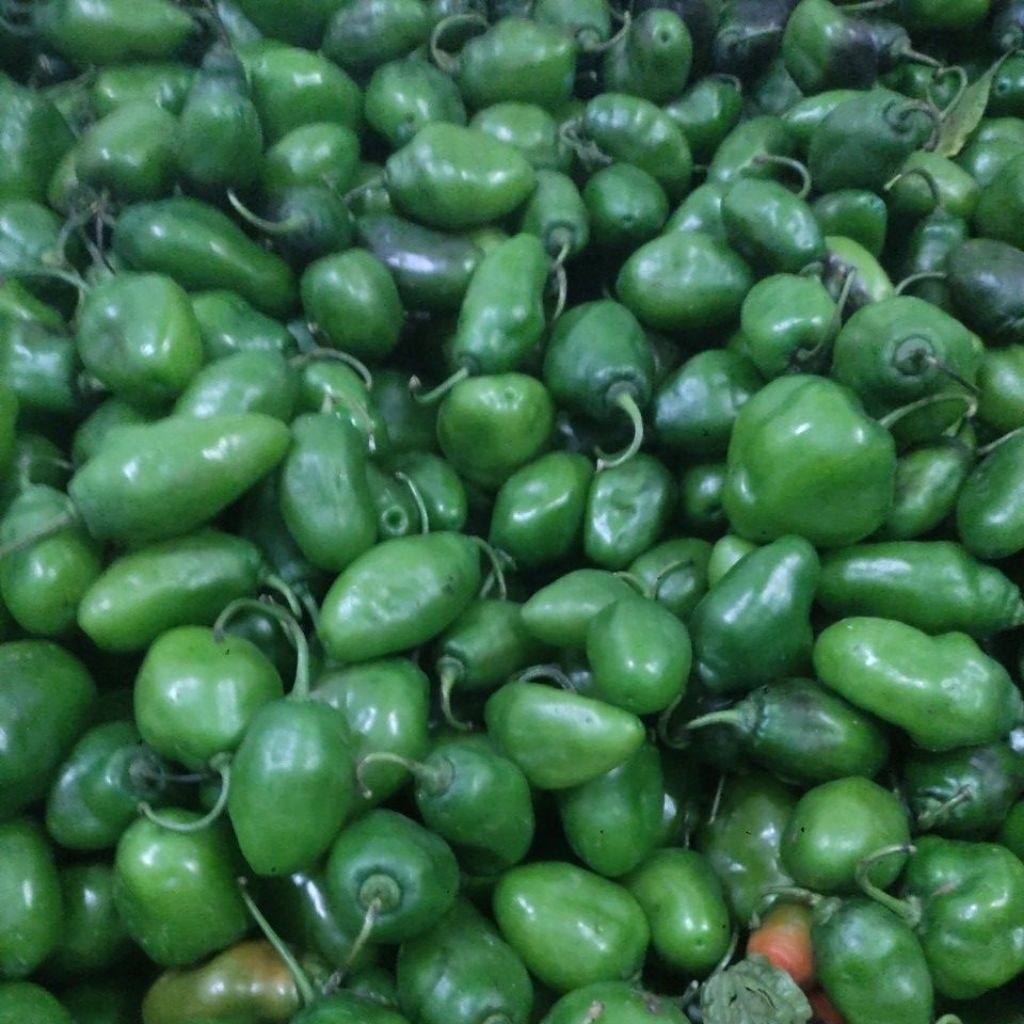 

TERLARIS CABE GENDOT/Cabe bendot bandung MIX SIZE