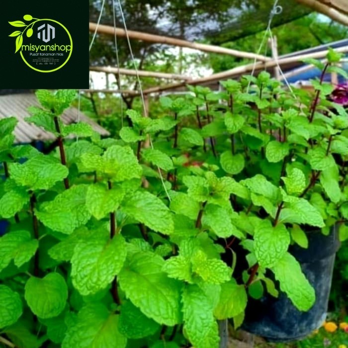 Tanaman daun mint/tanaman hias daun mint/mins Tanaman hias hidup