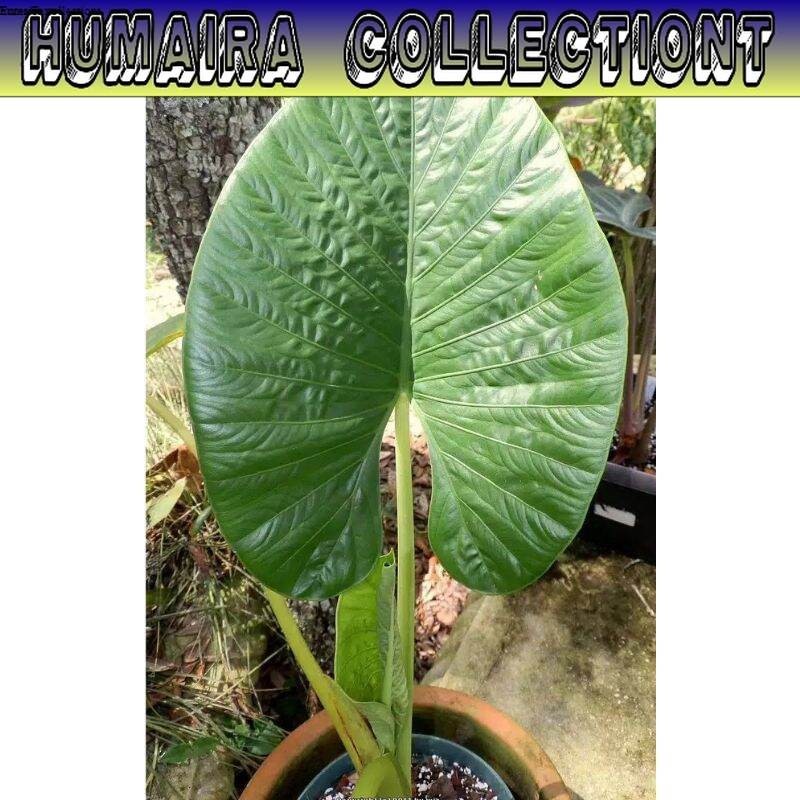 

Bibi Alocasia Alba Siap Tanam