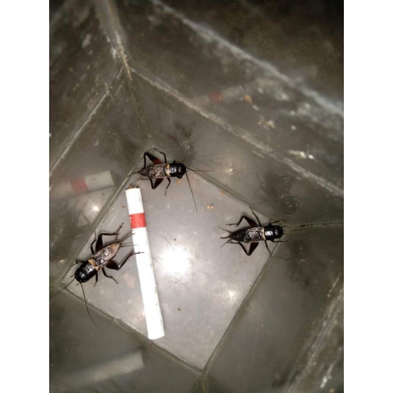 jangkrik aduan,jangkrik pengusir tikus