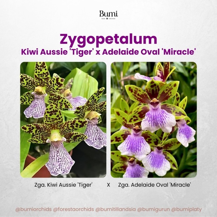 BUMI ORCHIDS Zygopetalum Kiwi Aussie 'Tiger' x Zga. Adelaide Oval ' Miracle' - Anggrek Wangi Zigopet