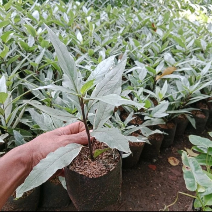 Tanaman gandarusa varigata Tanman hias gandarusa