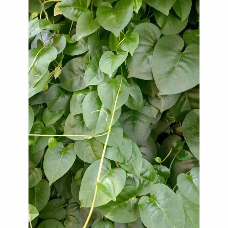 

Promo daun binahong segar fresh 500 gram