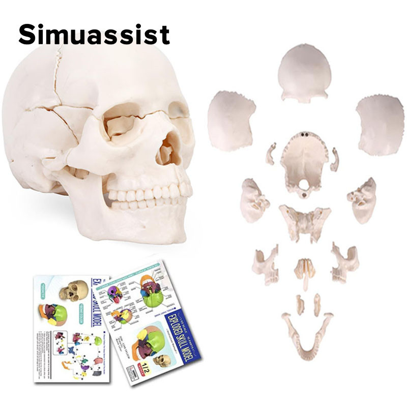 15PCS/SET 4D Disassembled White Mini Skull Anatomy Model Human Anatomy Detachable Skull Puzzle Medic