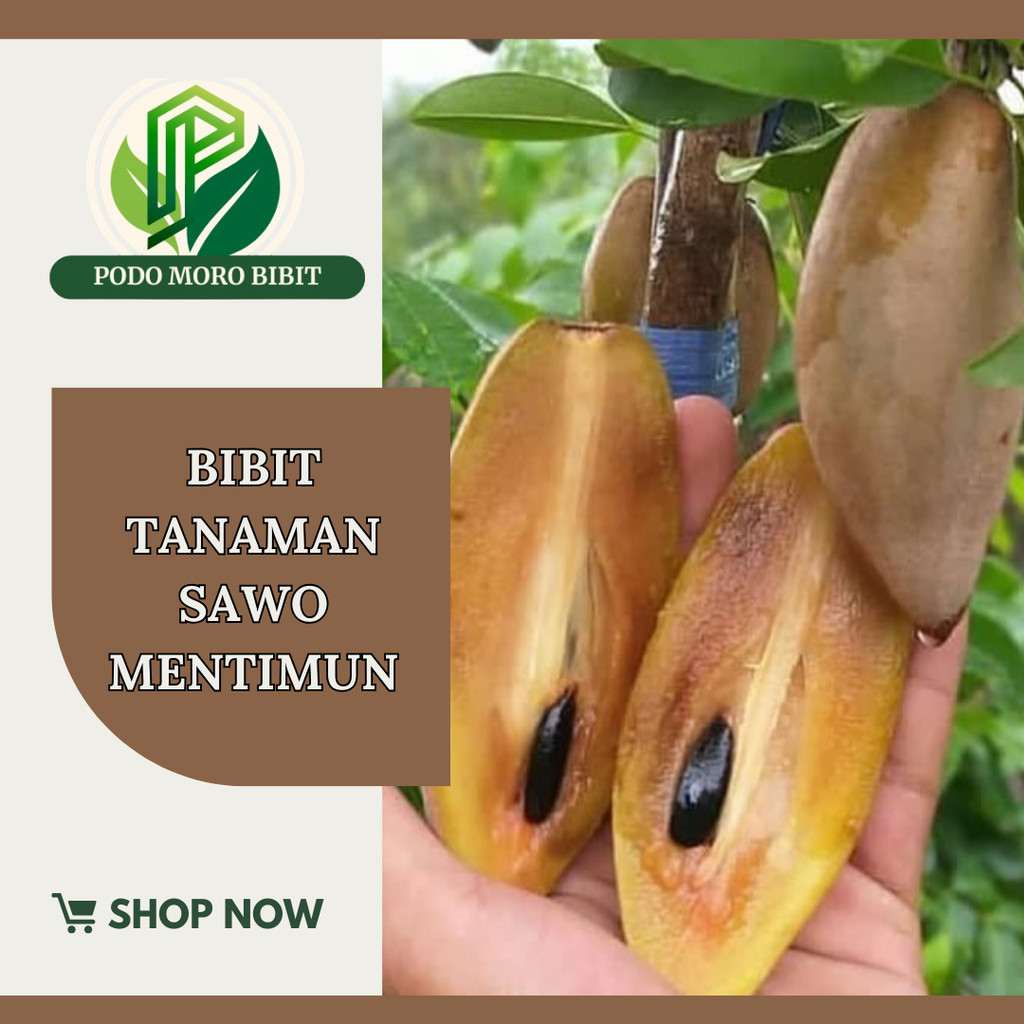 Bibit Tanaman Buah Sawo Mentimun sawo mentimun okulasi