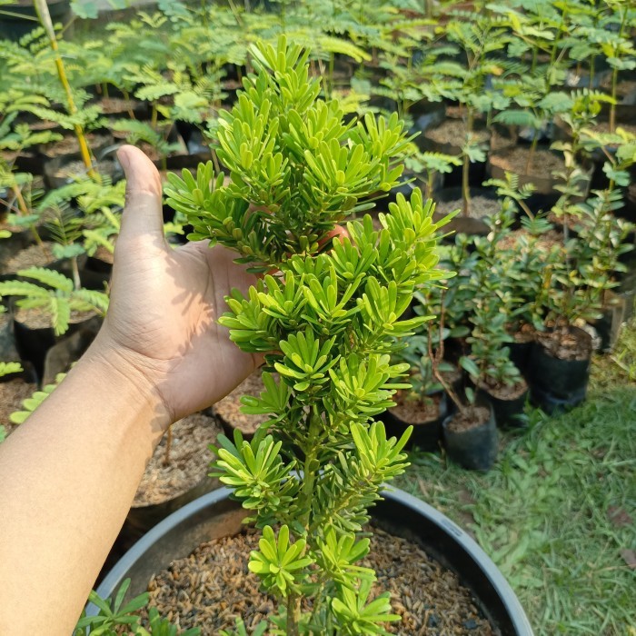 (TERLARIS) tanaman hias lohansung cincuan tanaman lohansung cincuan pohon lohansung cincuan