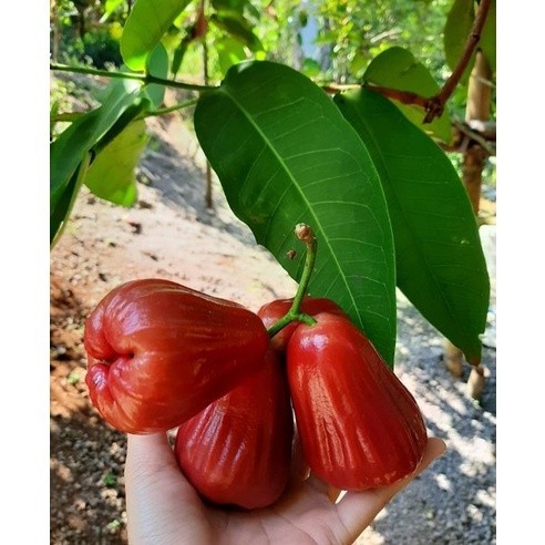 BIBIT JAMBU AIR MERAH DELIMA DEMAK OKULASI