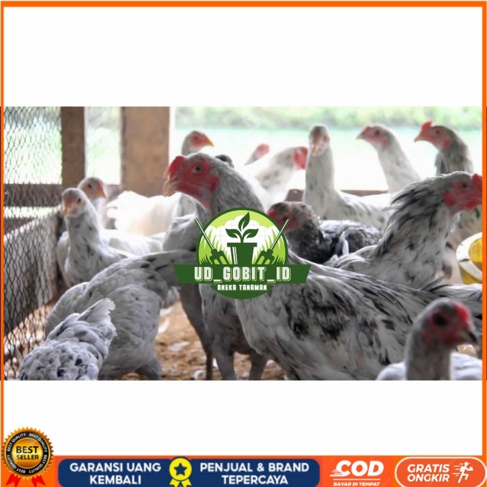 Telur ayam fertil asli sensi petelur handal siap ditetaskan - ayam sensi UD_GOBIT_ID