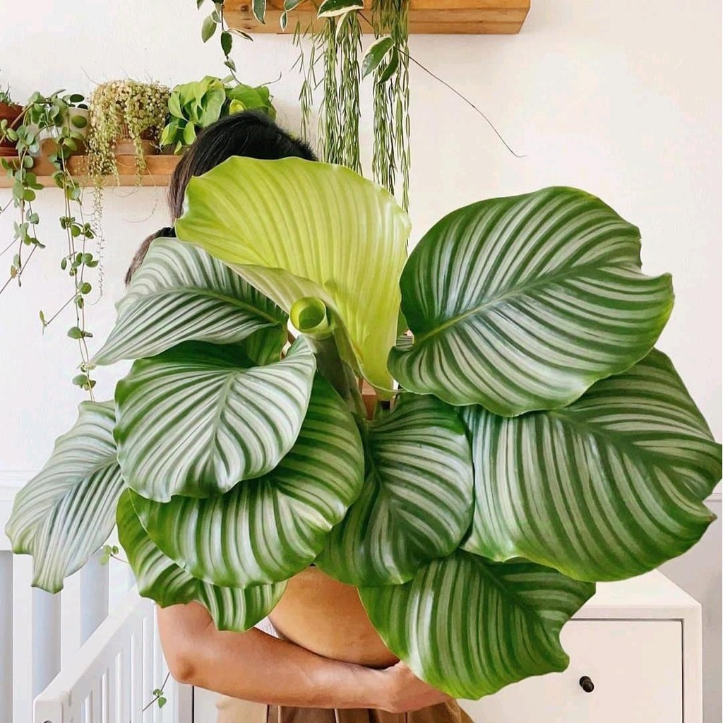 Pohon Calathea - Macam-Macam Jenis Calathea