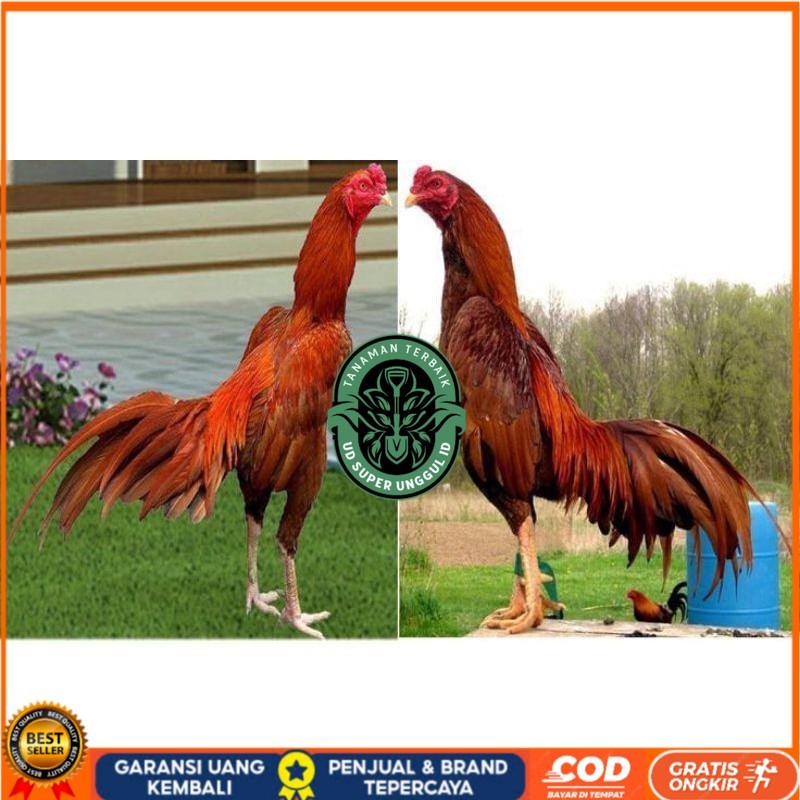 

BIRMA SUPER TELUR FRESH MURAHH.... UD_SUPER_UNGGUL_ID