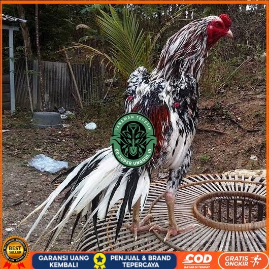 

Telur ayam bangkok ekor lidi / telur ayam hias fertil siap cod UD_SUPER_UNGGUL_ID