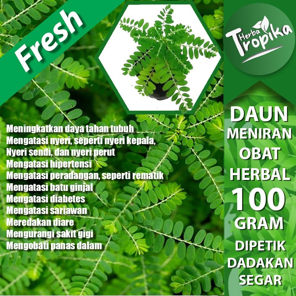 

Daun Meniran segar 100 Gram Untuk Obat Ginjal Herbal Alami toko herba tropika