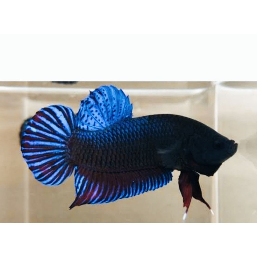 stiker Ikan Cupang Aduan Ganas , Size M+, Cupang Bagan