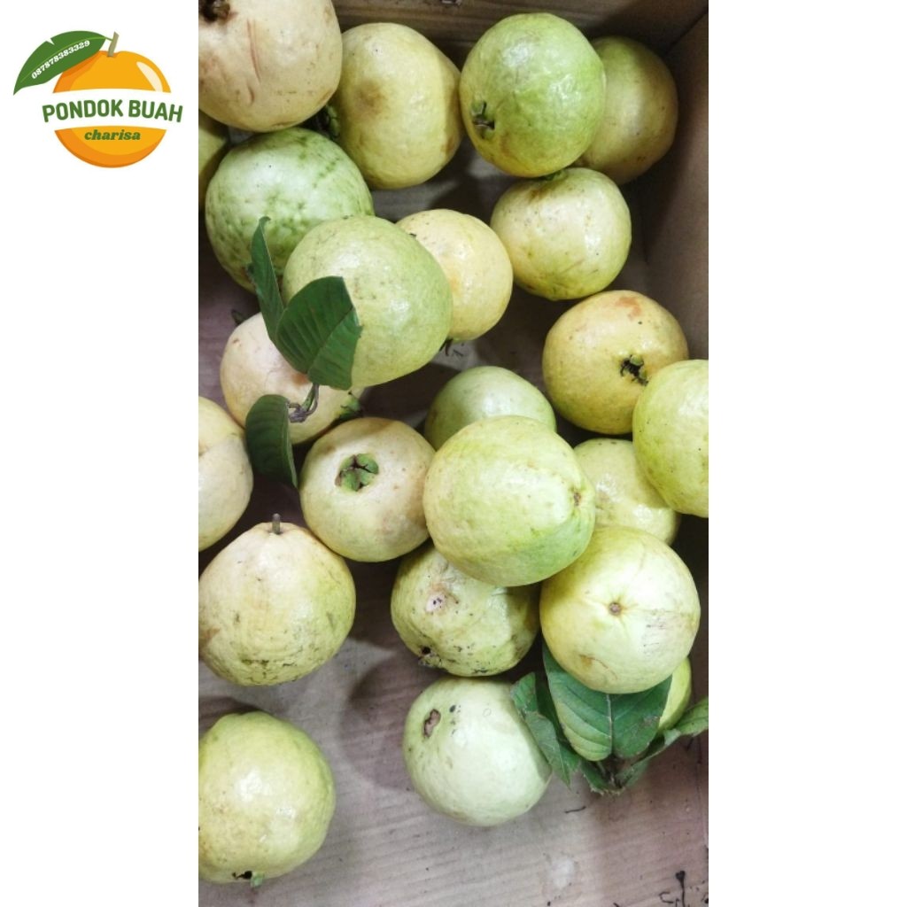 

Jambu biji merah harga per kg buah fresh termurah