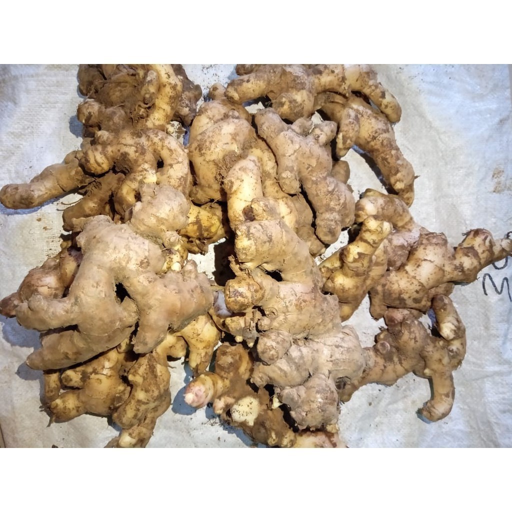 

JAHE GAJAH SUPER 1 KG MURAH TUA SEGAR ALAMI [COD]