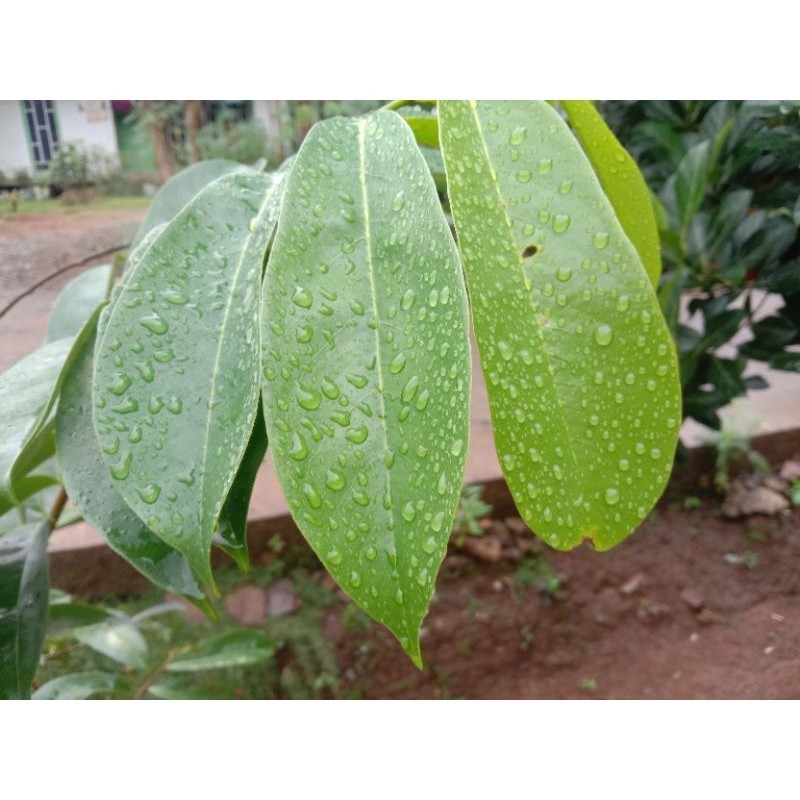 

100 Lembar Terbaik Daun Sirsak Segar 100 Lembar DAUN SIRSAK herbal Rempah_herbalCo