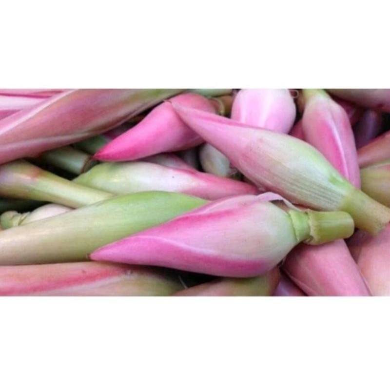 

kecombrang segar 500g Rempah_herbalCo