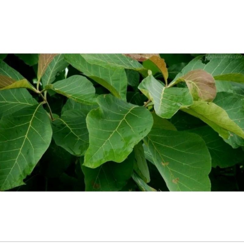 

daun jati segar 500g Rempah_herbalCo