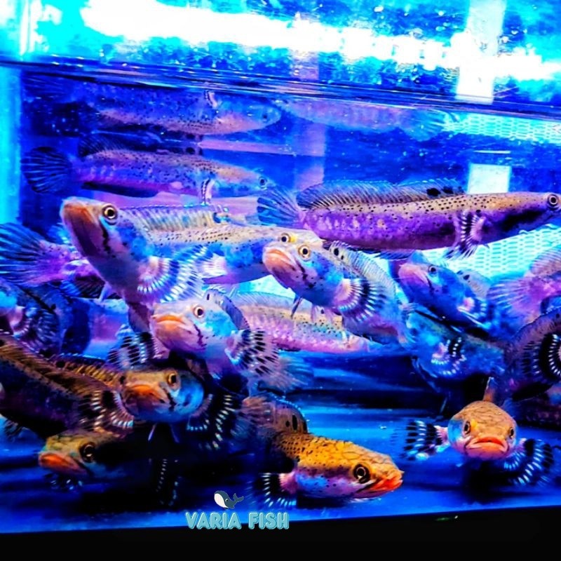 channa pulcra jumbo 10-13 cm MANTAP