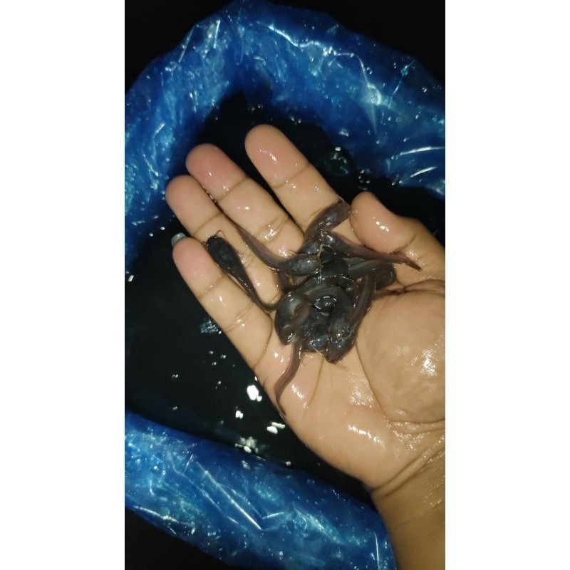 Hiasan Bibit Lele Sangkuriang Berkualitas /100Ekor Banjarmasin