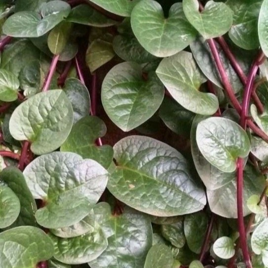 

daun binahong fresh herbal 200gran Herbal COD