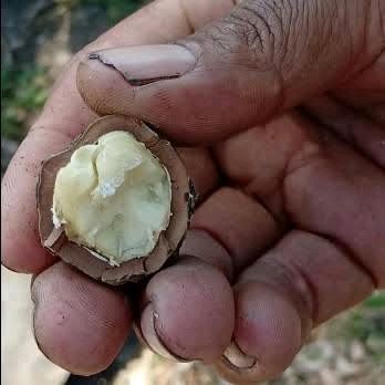 

Biji Kemiri Muncang Utuh+Cangkang 1 Kg