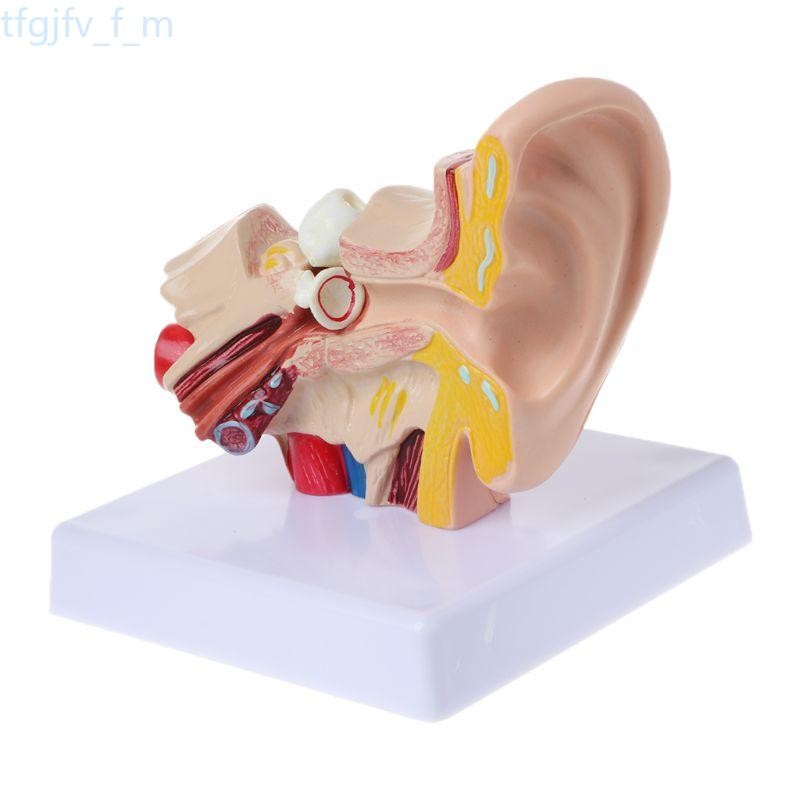 

tfgjfv_f_m 1.5 Times Life Size Human Ear Anatomy Model OrganMedical Teaching Supplies Profe