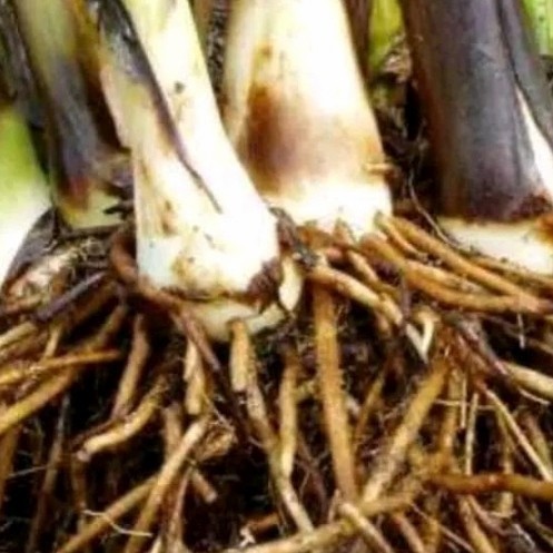 

New Promo akar pisang batu segar,untuk herbal per 1kg,untuk mengatasi diare Azzahra_23