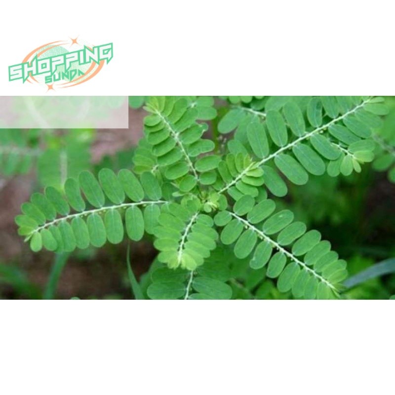 

DAUN MENIRAN SEGAR 500 GRAM