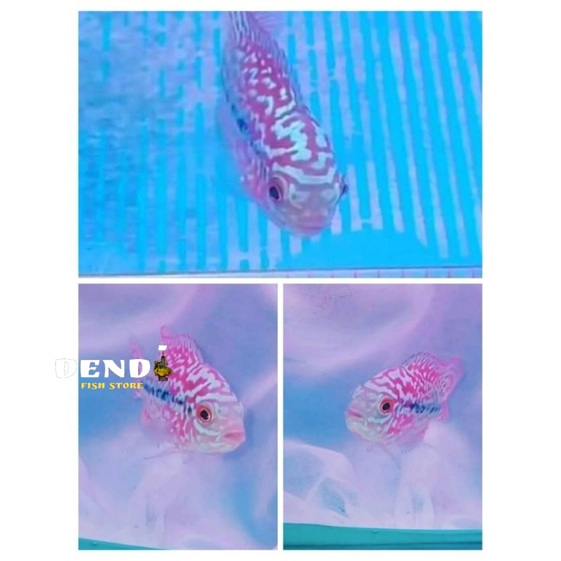 UPDATE BESAR!!! Semi Progres Louhan VIP Blood Line Thailand Red Kamfa 4-6 cm