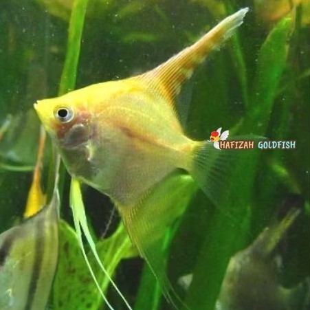 IKAN MANFISH GOLDEN SIZE 3-4 CM KUNING