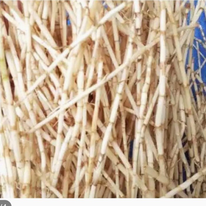 

promo akar alang alang segar per 1 kg Terbaru ready