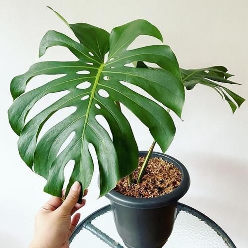 Tanaman Monstera King Deliciosa Remaja