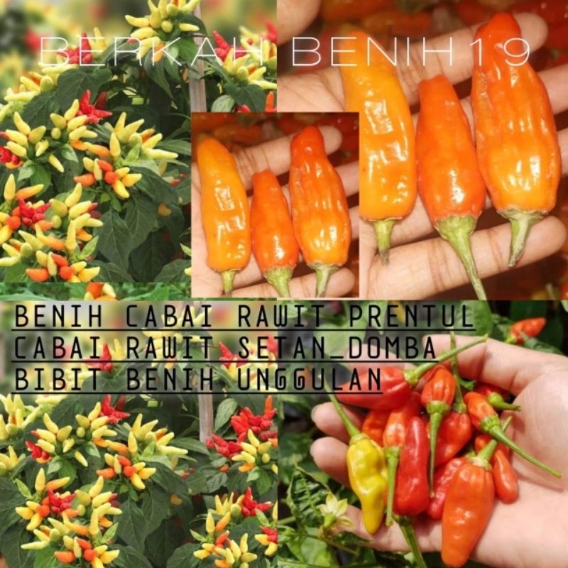 500++ BENIH CABAI RAWIT PRENTUL CABAI RAWIT DOMBA SETAN BIBIT BENIH UNGGUL