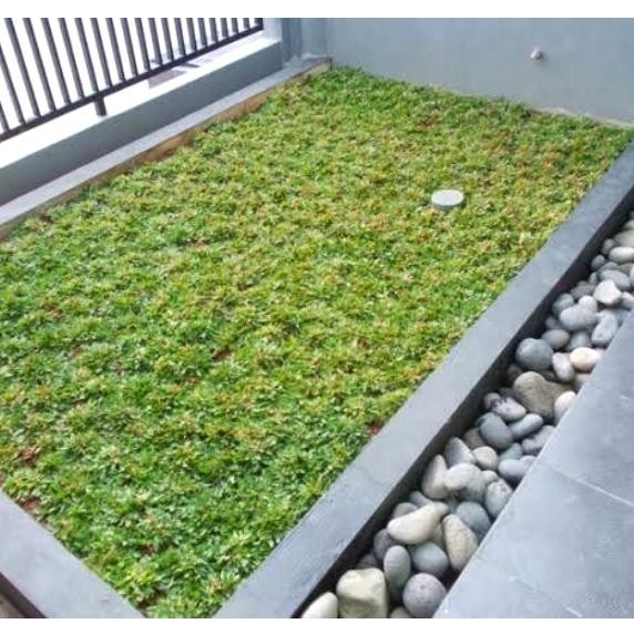 Rumput gajah mini/1meter