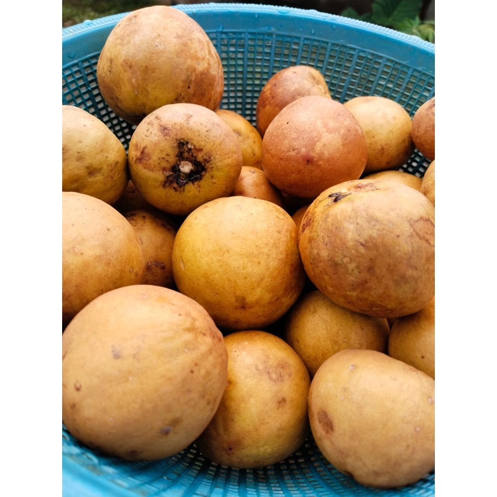 

AHS - Sawo Madu Asli Matang Pohon – Buah Segar Siap Konsumsi