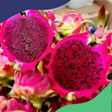 

BIBIT BUAH NAGA MERAH SUPER BISA DI TARUH POT (beli 5 gratis 1)